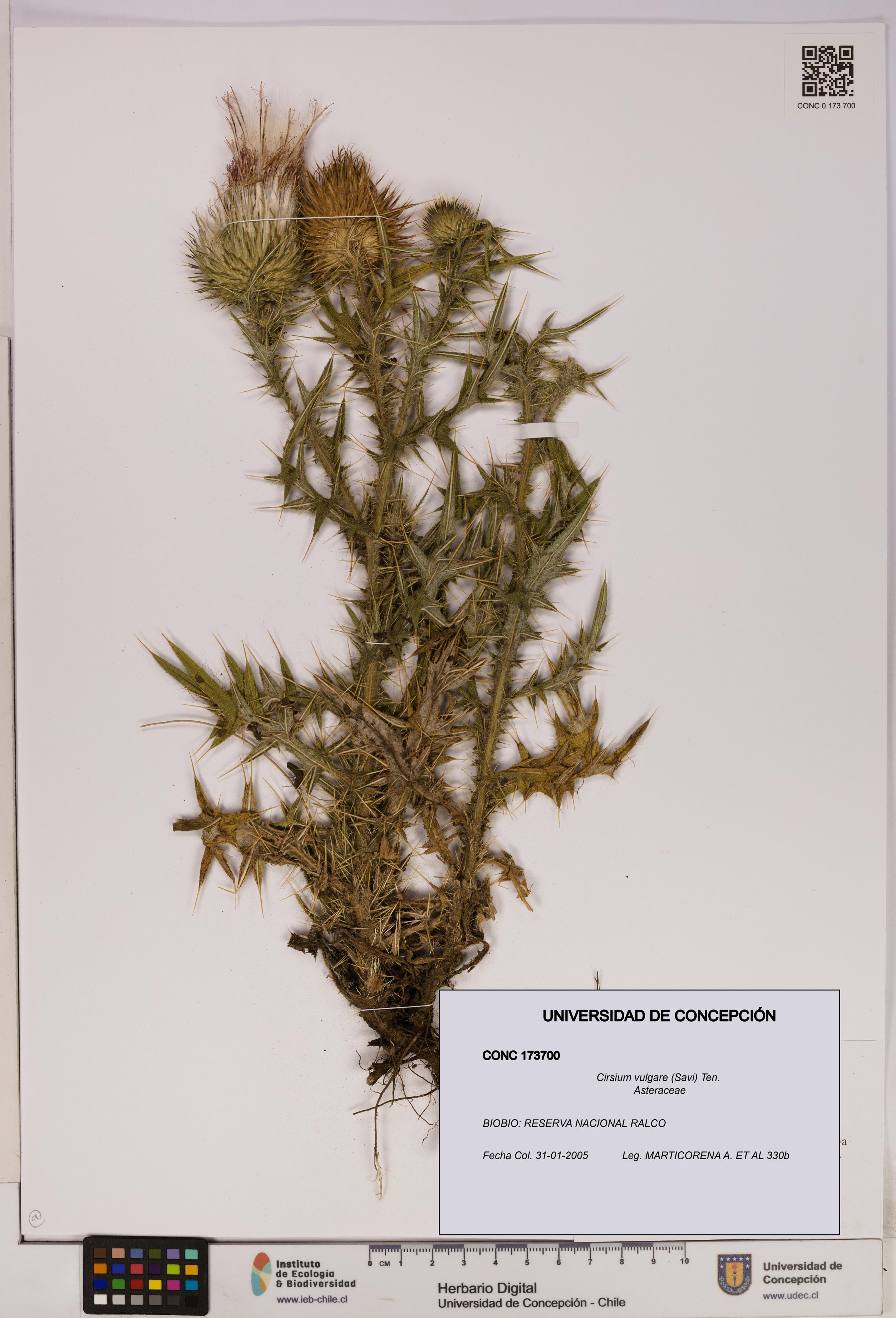 Cirsium vulgare [Espécimen: UDEC:CONC:0173700]