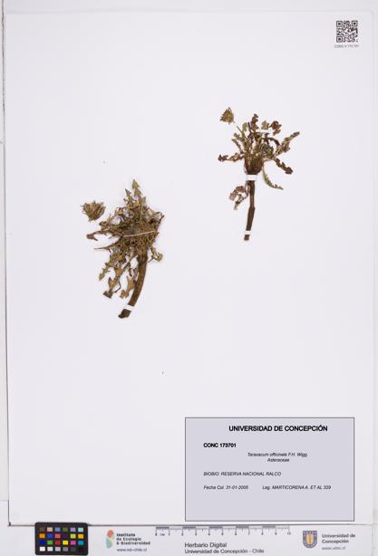 Taraxacum officinale [Espécimen: ]