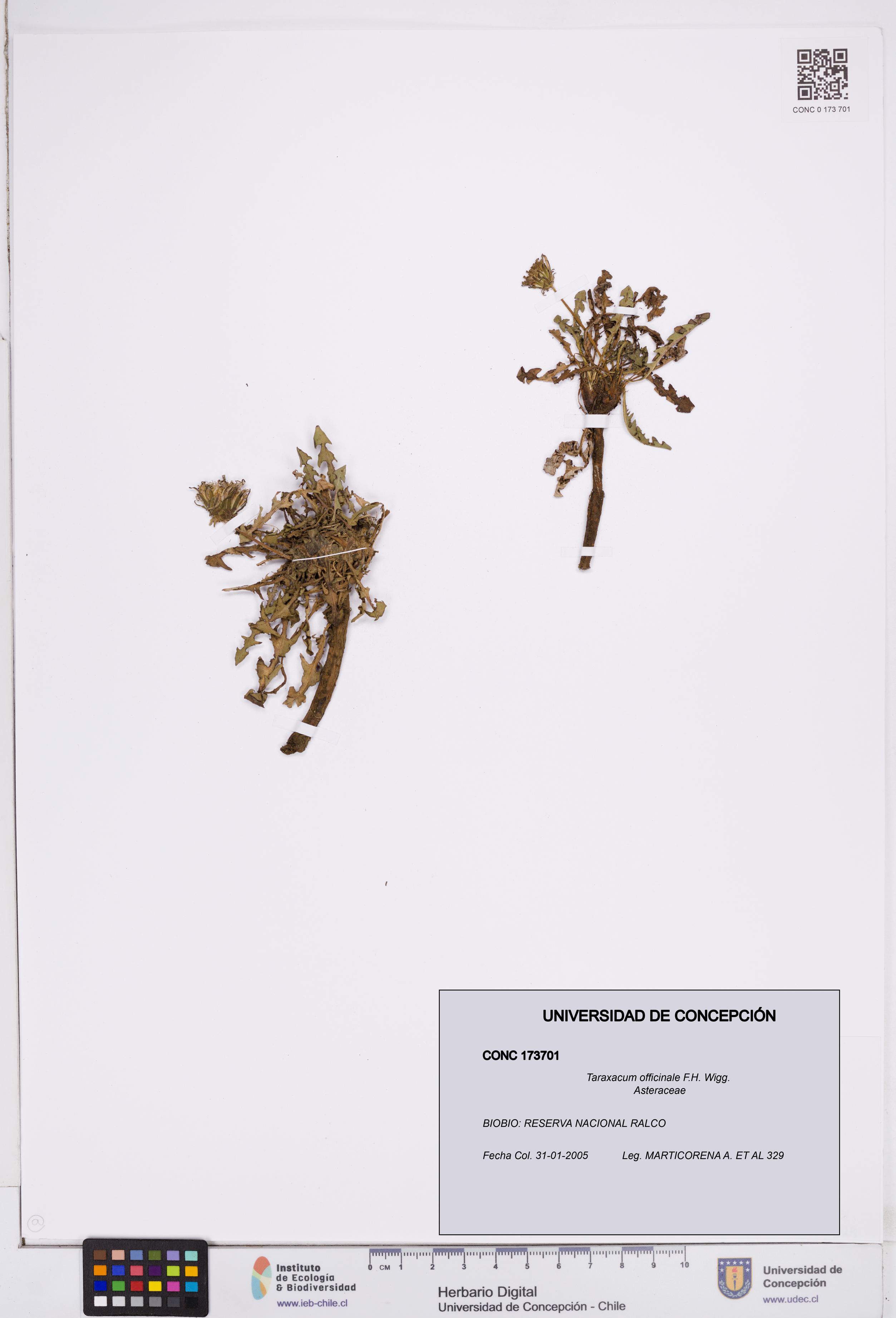 Taraxacum officinale [Espécimen: ]