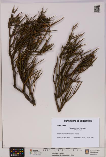 Discaria articulata [Espécimen: UDEC:CONC:0173702]