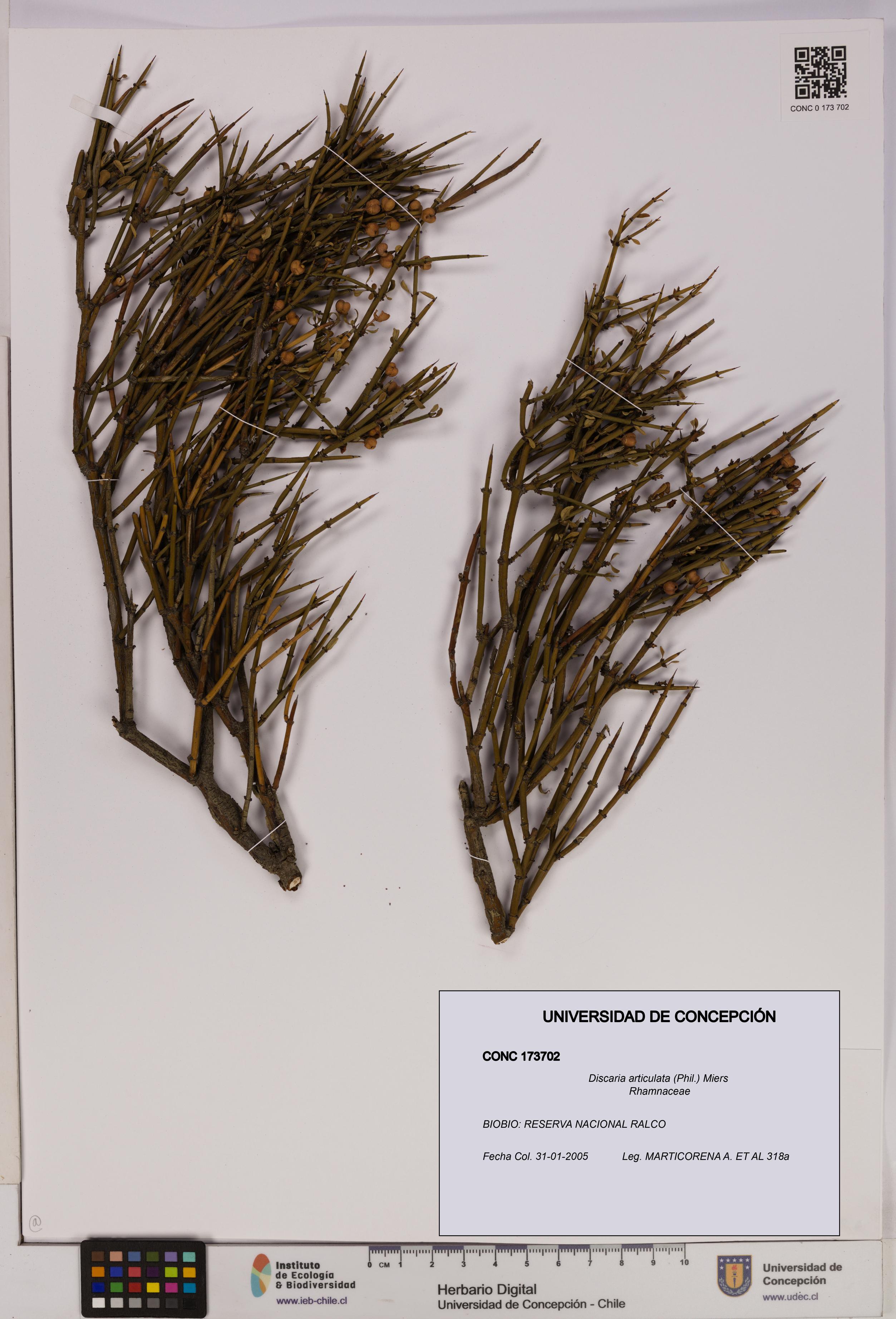 Discaria articulata [Espécimen: UDEC:CONC:0173702]