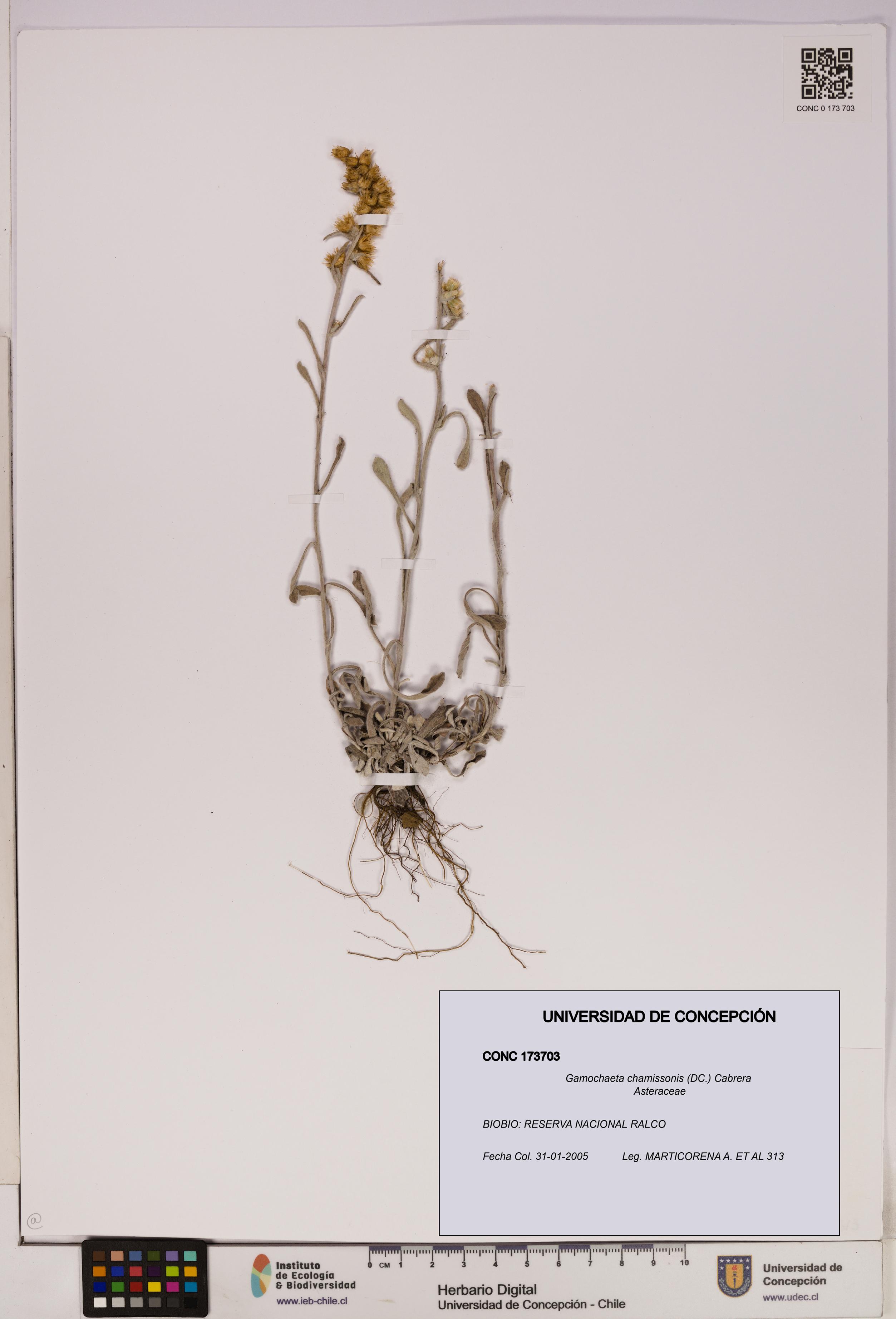 Gamochaeta chamissonis [Espécimen: UDEC:CONC:0173703]