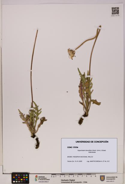 Hypochaeris tenuifolia [Espécimen: UDEC:CONC:0173704]