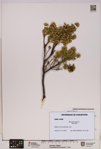 Baccharis neaei [Espécimen: UDEC:CONC:0173705]