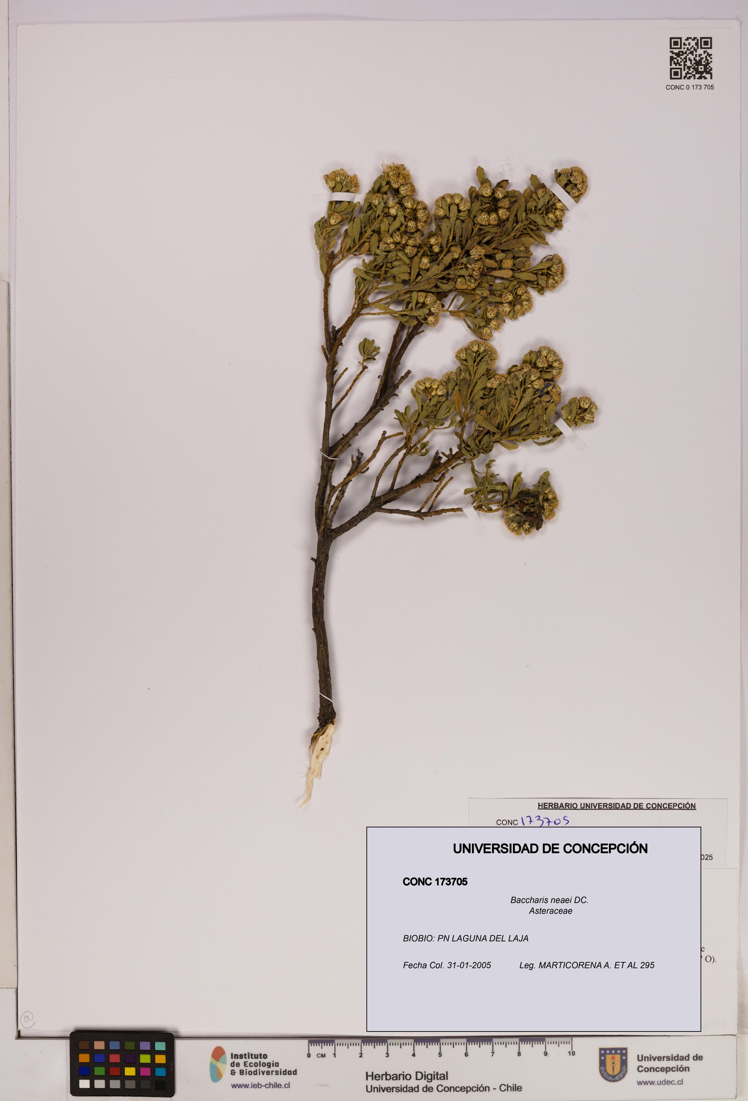 Baccharis neaei [Espécimen: UDEC:CONC:0173705]