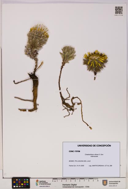 Chaetanthera villosa [Espécimen: UDEC:CONC:0173708]