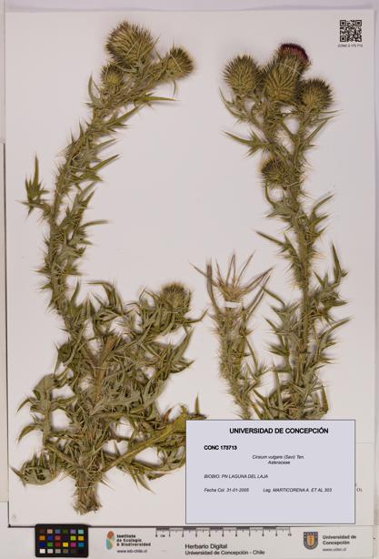 Cirsium vulgare [Espécimen: UDEC:CONC:0173713]