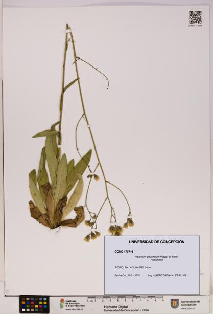 Hieracium glaucifolium [Espécimen: UDEC:CONC:0173716]