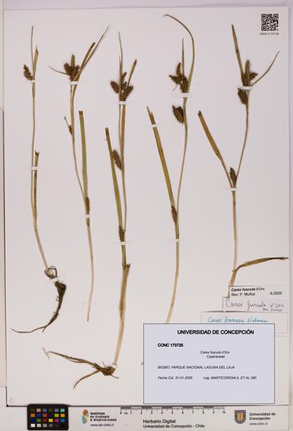 Carex fuscula [Espécimen: UDEC:CONC:0173725]