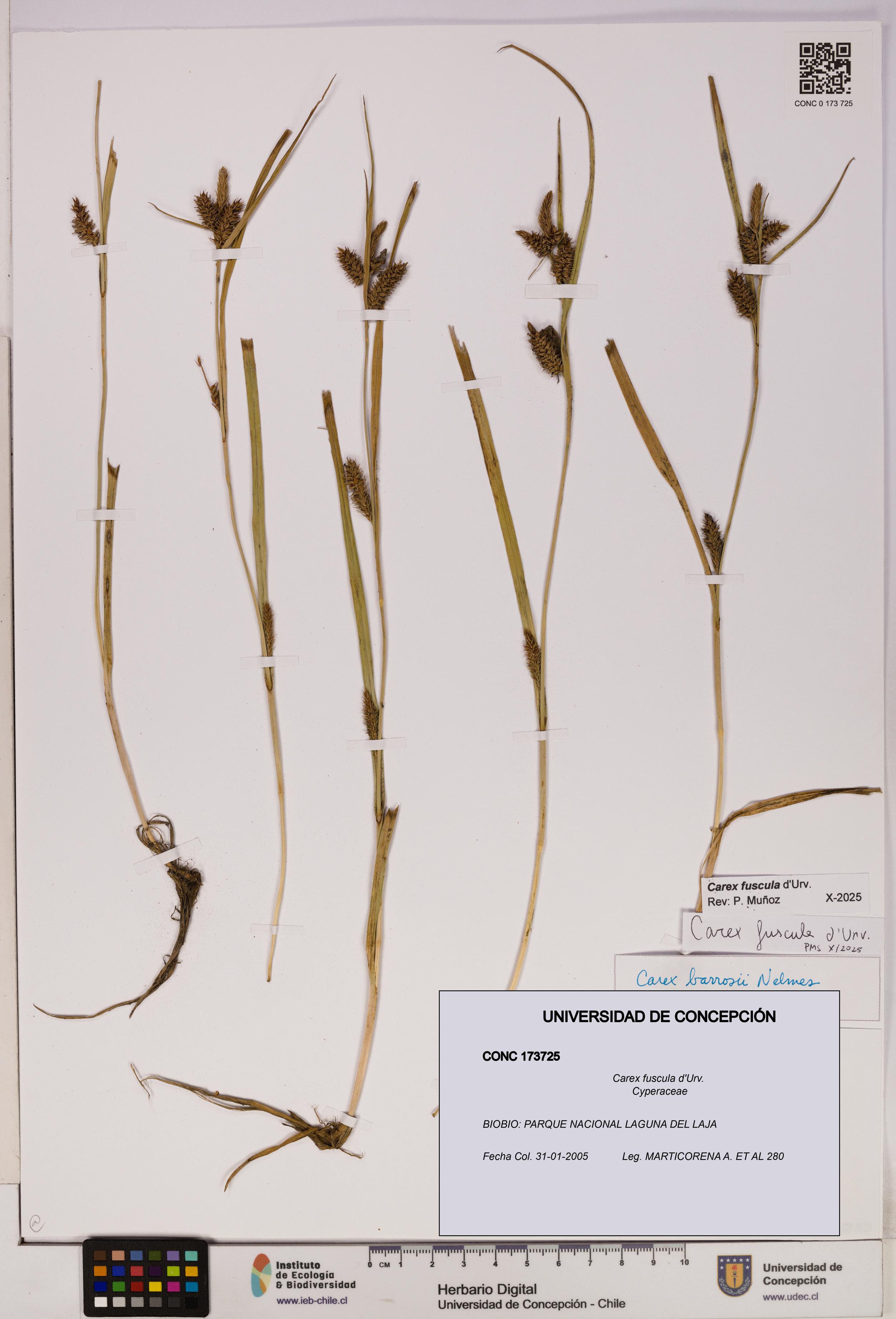 Carex fuscula [Espécimen: UDEC:CONC:0173725]