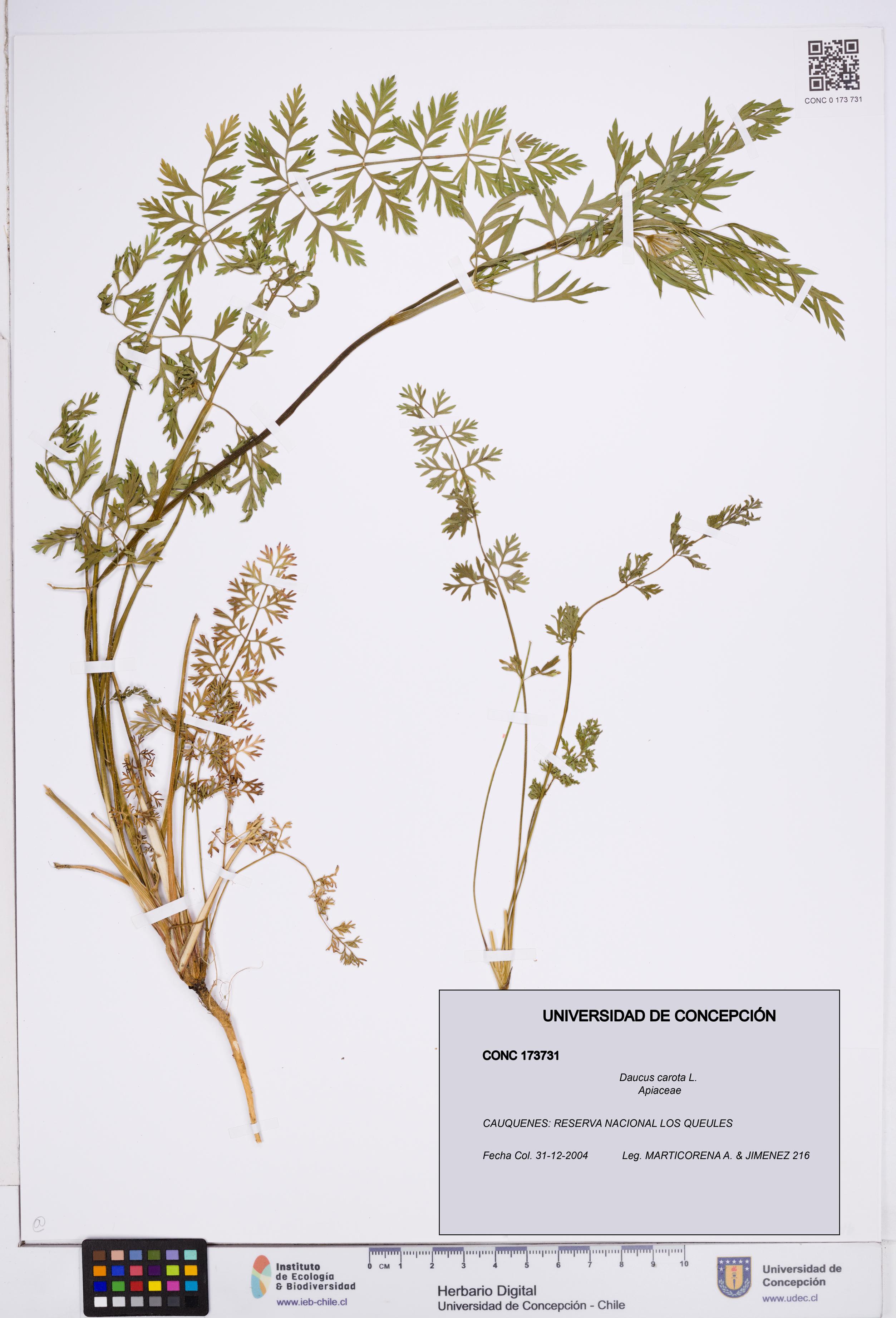 Daucus carota [Espécimen: ]