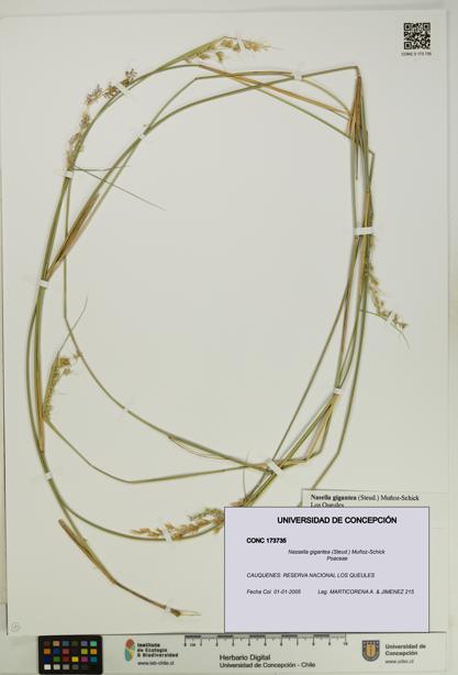 Nassella gigantea [Espécimen: UDEC:CONC:0173735]