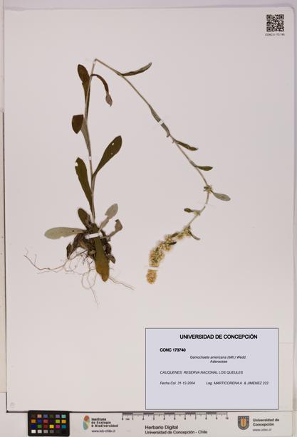 Gamochaeta americana [Espécimen: UDEC:CONC:0173740]