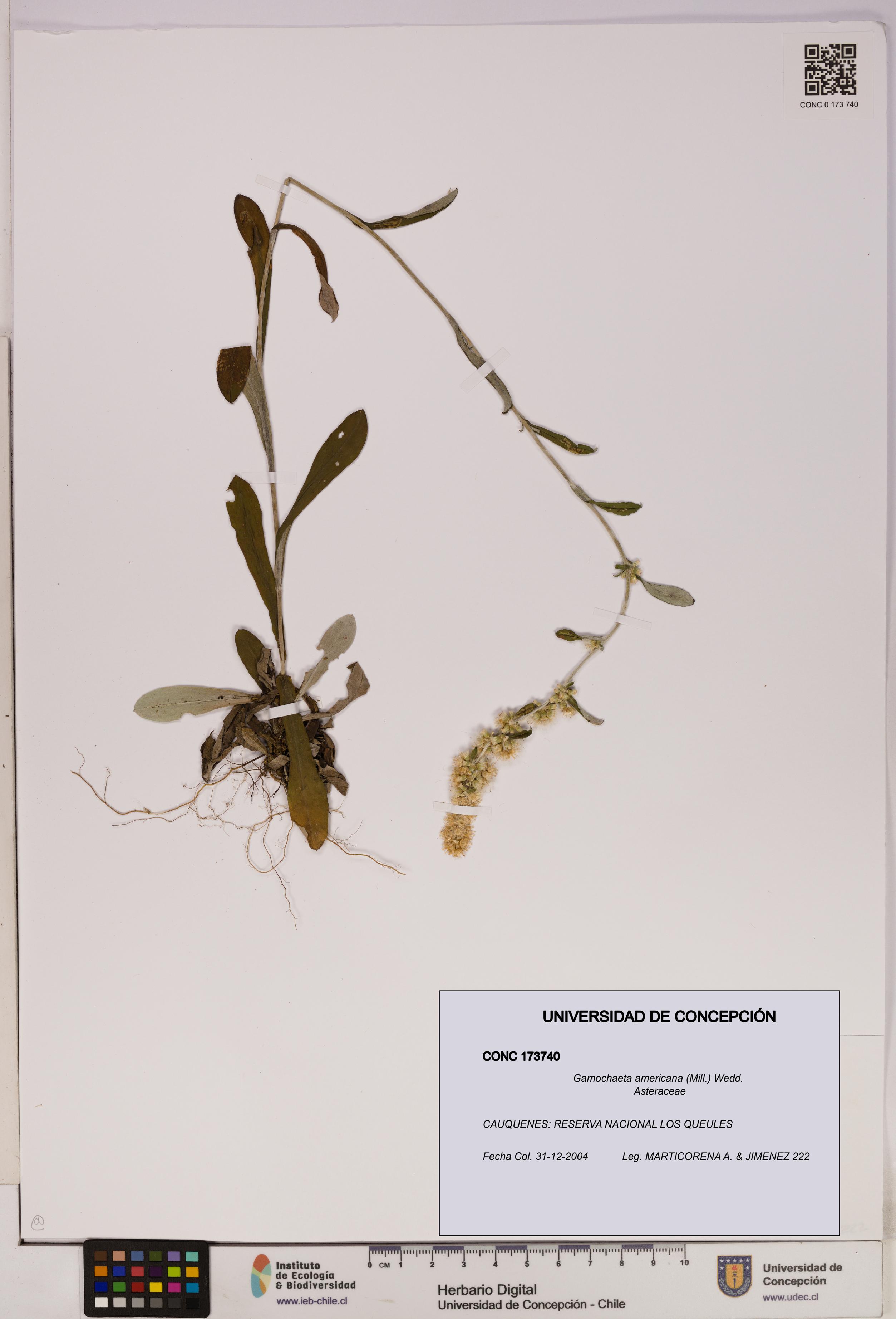 Gamochaeta americana [Espécimen: UDEC:CONC:0173740]