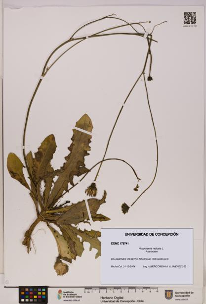 Hypochaeris radicata [Espécimen: UDEC:CONC:0173741]