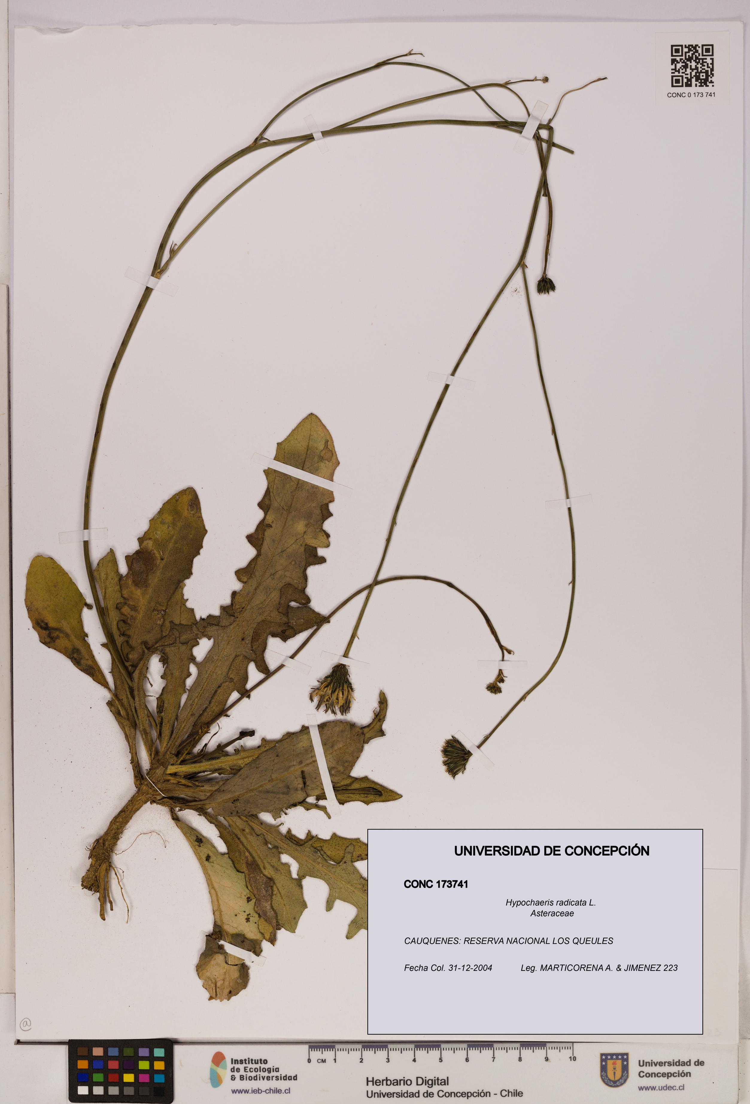 Hypochaeris radicata [Espécimen: UDEC:CONC:0173741]