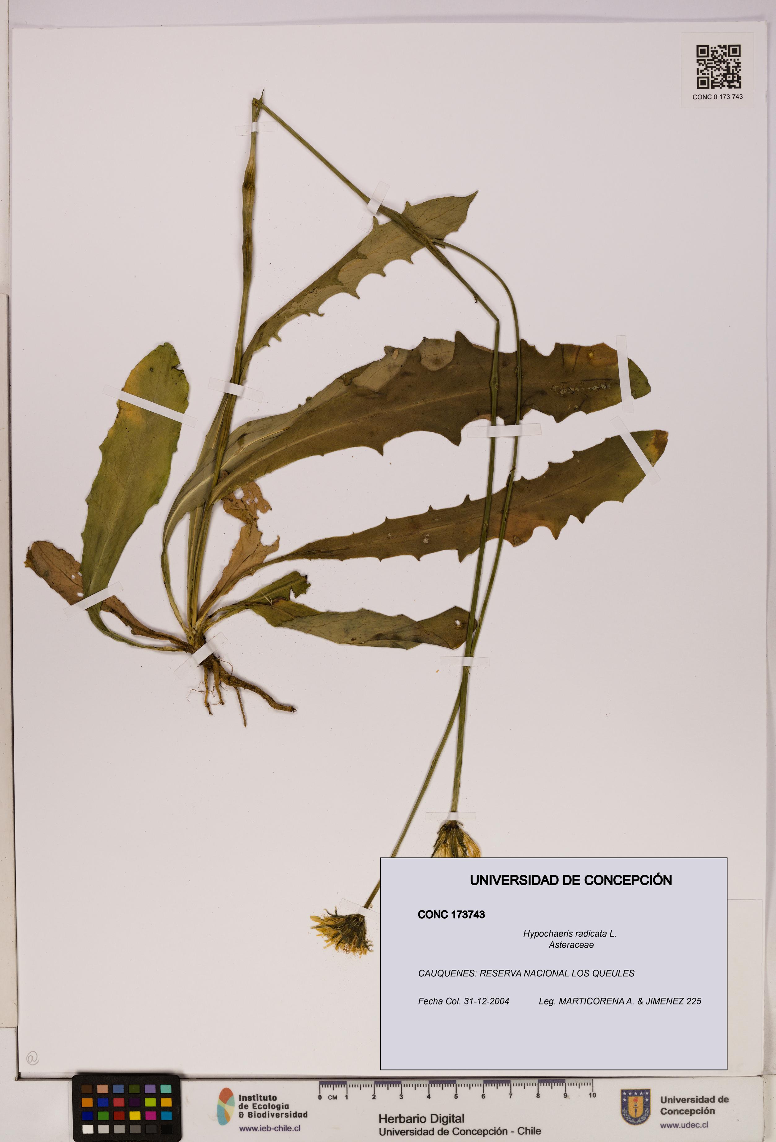 Hypochaeris radicata [Espécimen: UDEC:CONC:0173743]