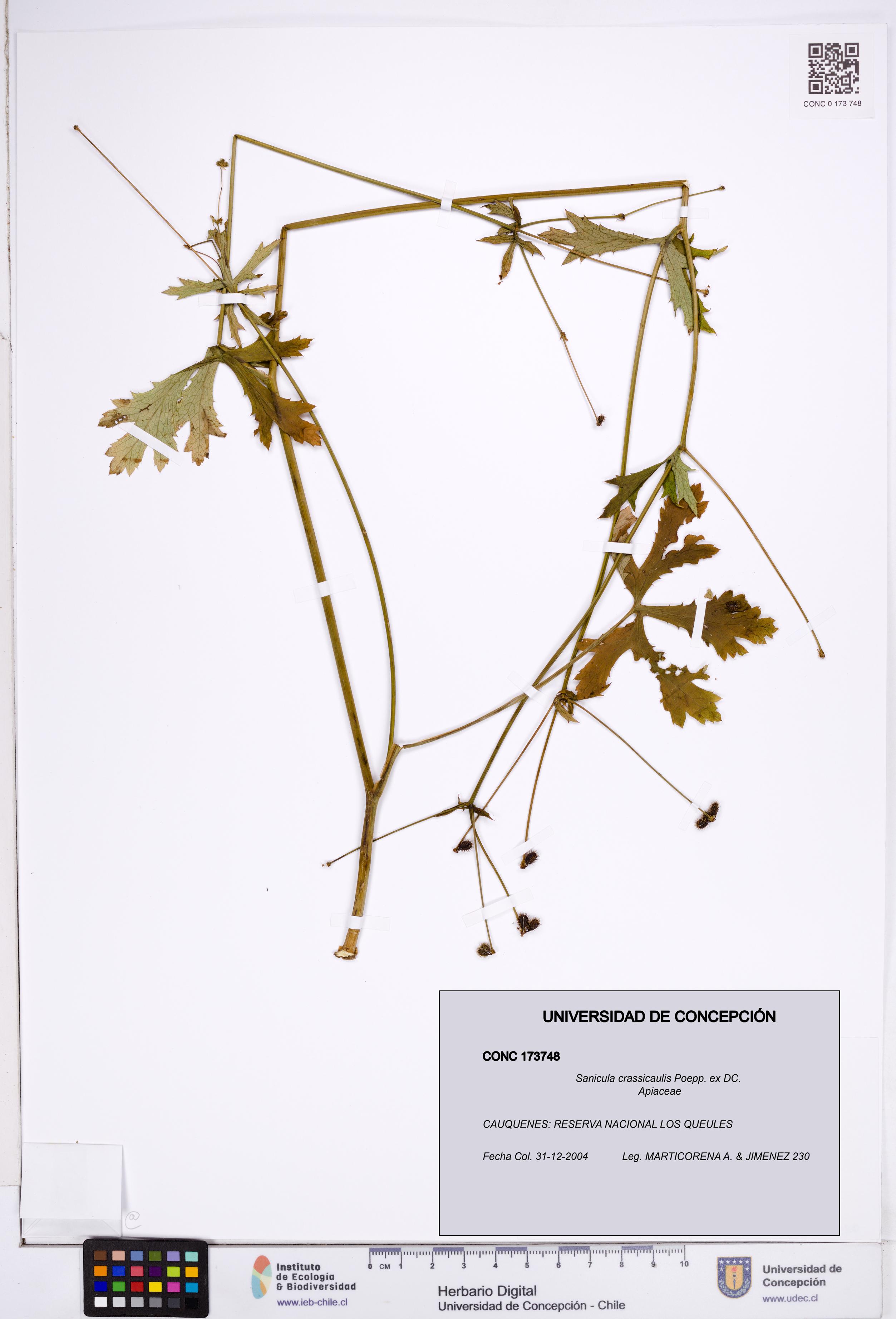 Sanicula crassicaulis [Espécimen: ]