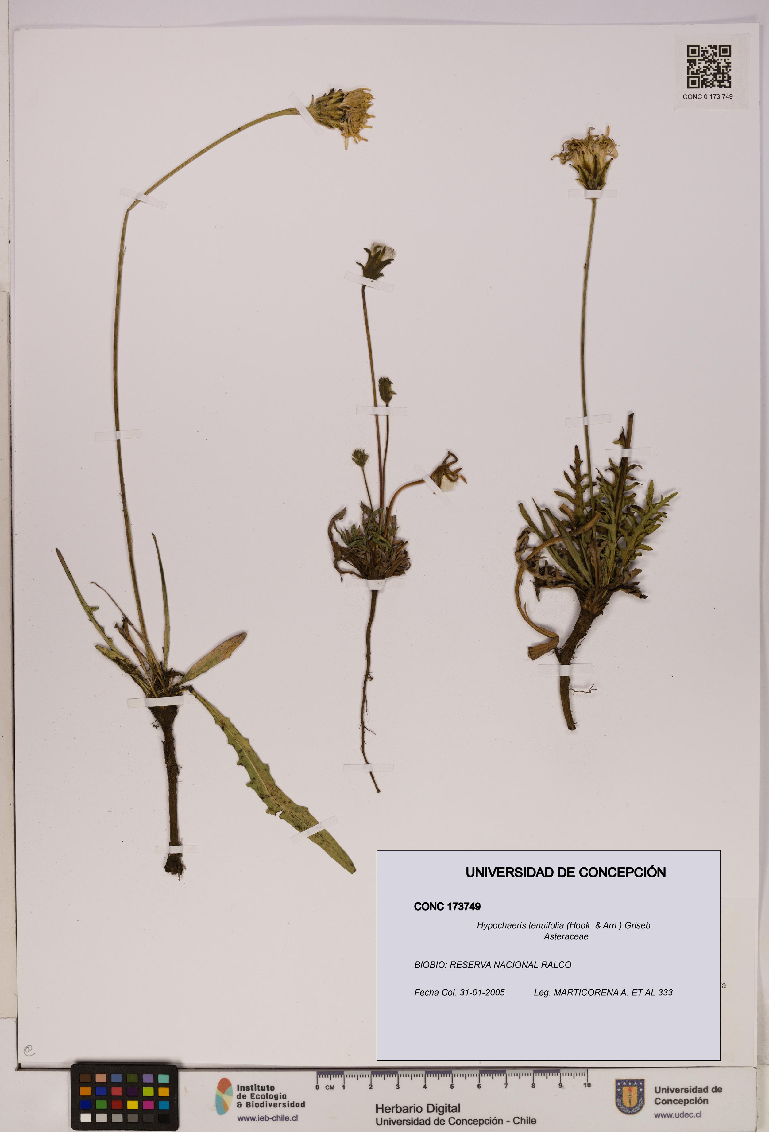 Hypochaeris tenuifolia [Espécimen: UDEC:CONC:0173749]