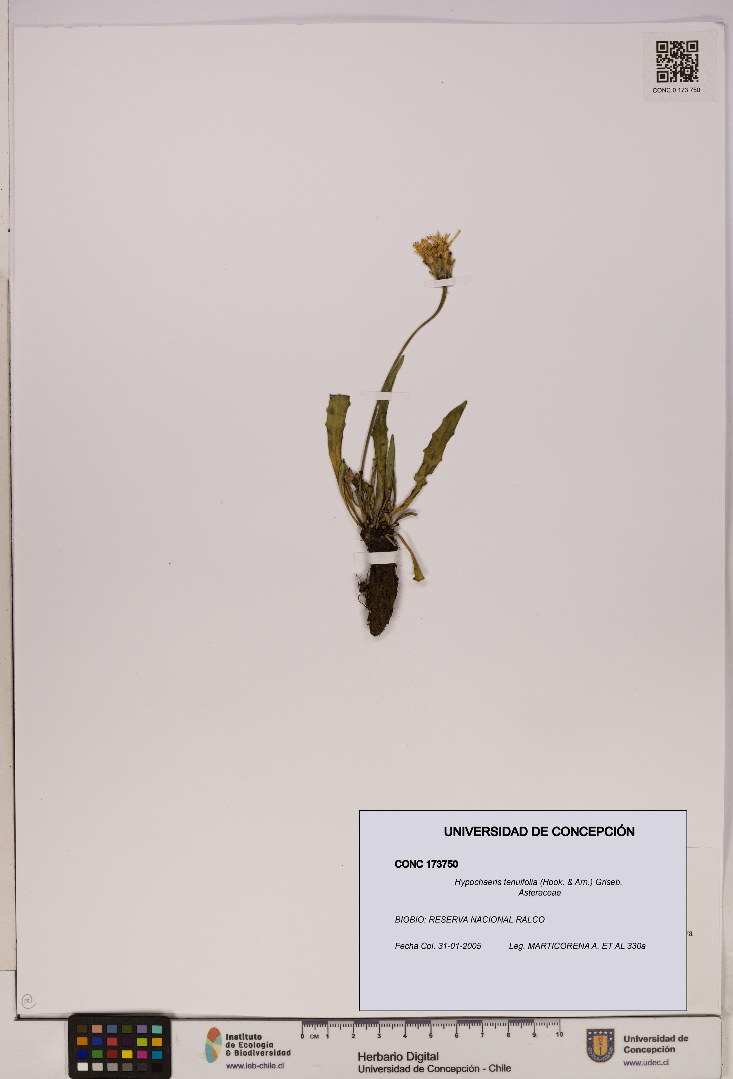 Hypochaeris tenuifolia [Espécimen: UDEC:CONC:0173750]