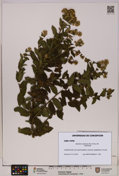 Baccharis racemosa [Espécimen: UDEC:CONC:0173753]