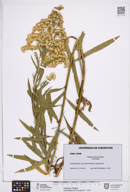 Solidago chilensis [Espécimen: ]