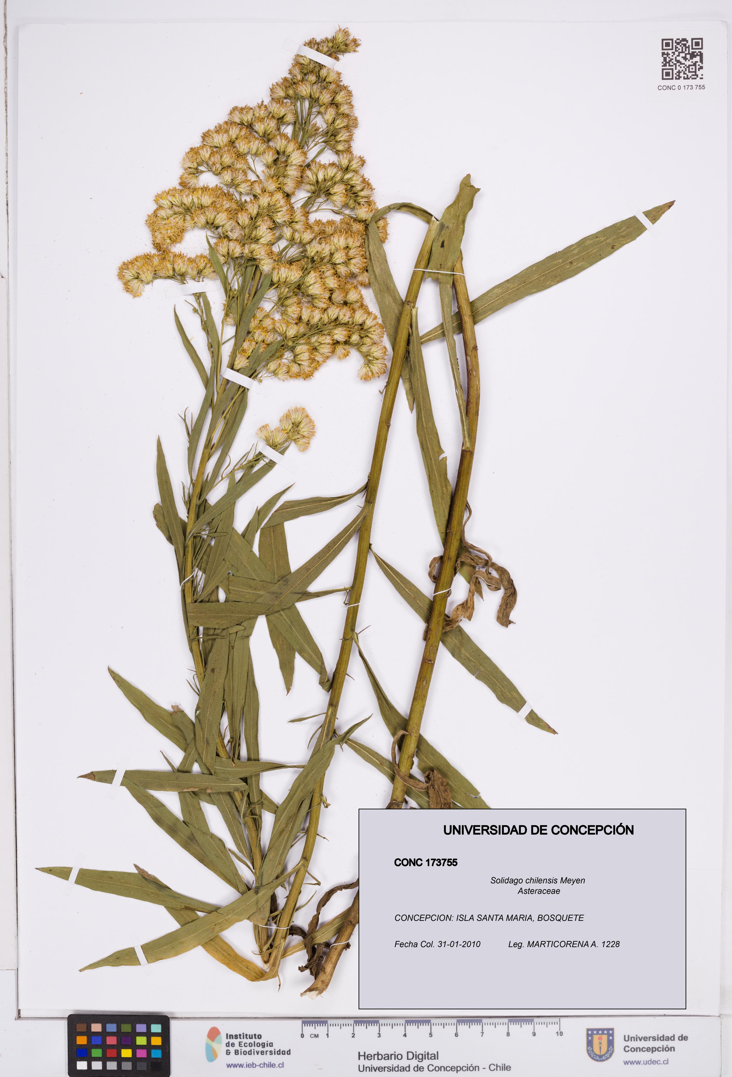 Solidago chilensis [Espécimen: ]