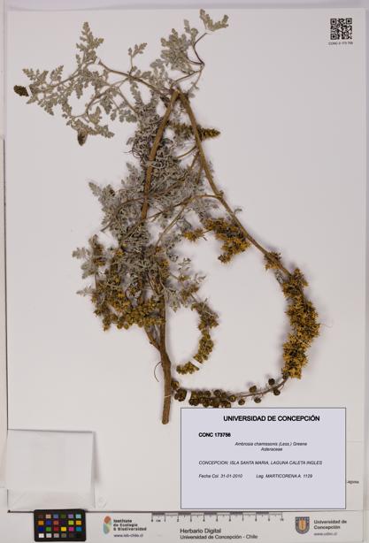 Ambrosia chamissonis [Espécimen: UDEC:CONC:0173756]