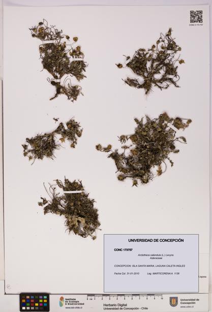 Arctotheca calendula [Espécimen: UDEC:CONC:0173757]