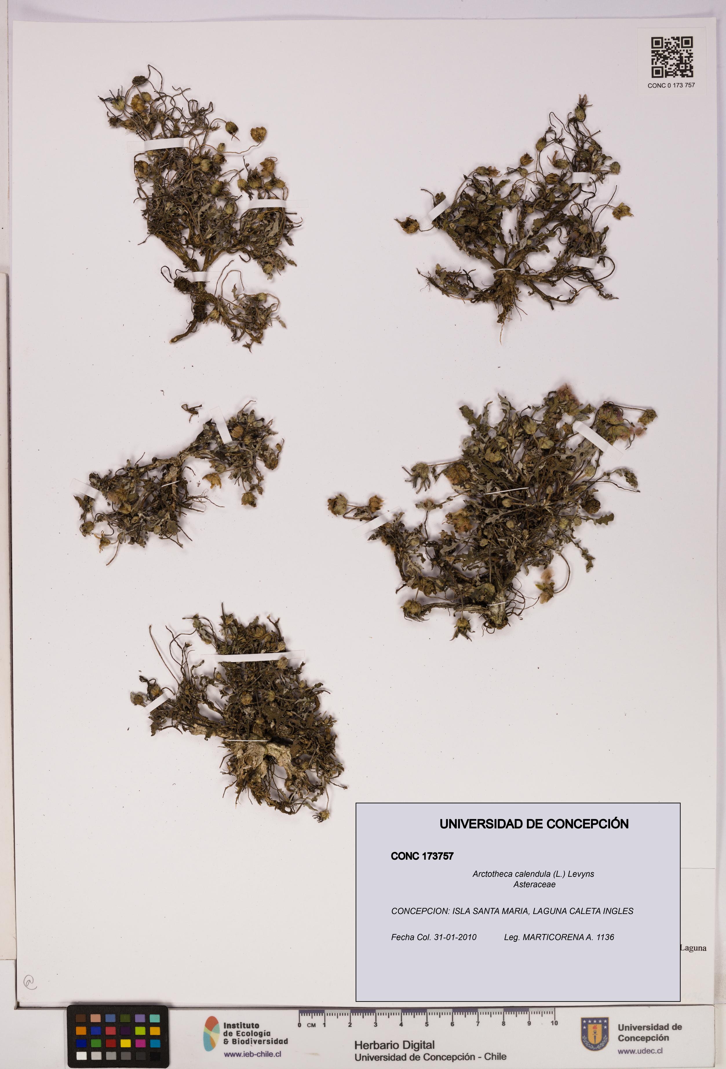 Arctotheca calendula [Espécimen: UDEC:CONC:0173757]