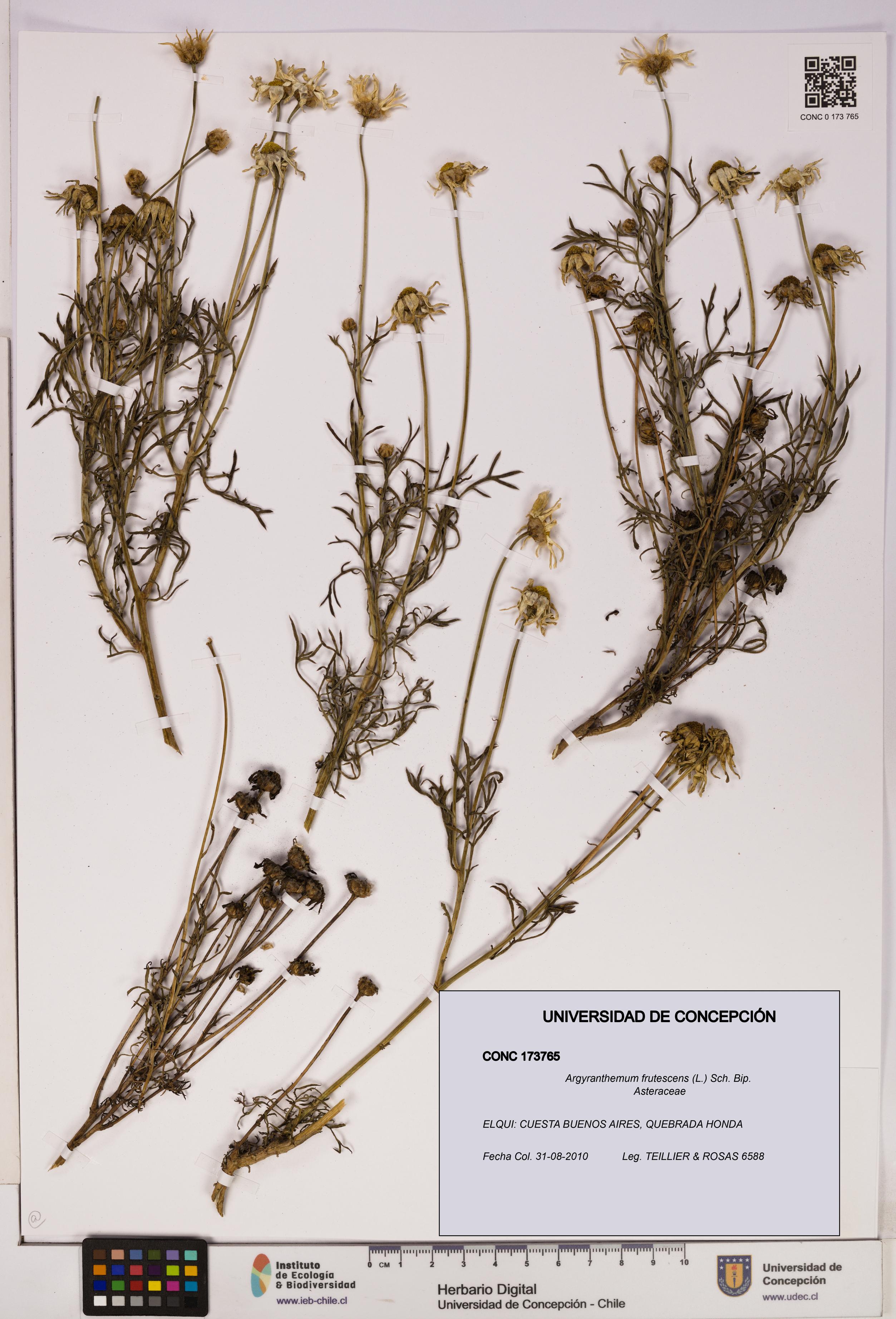 Argyranthemum frutescens [Espécimen: UDEC:CONC:0173765]