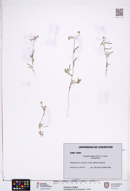 Cryptantha diffusa [Espécimen: ]
