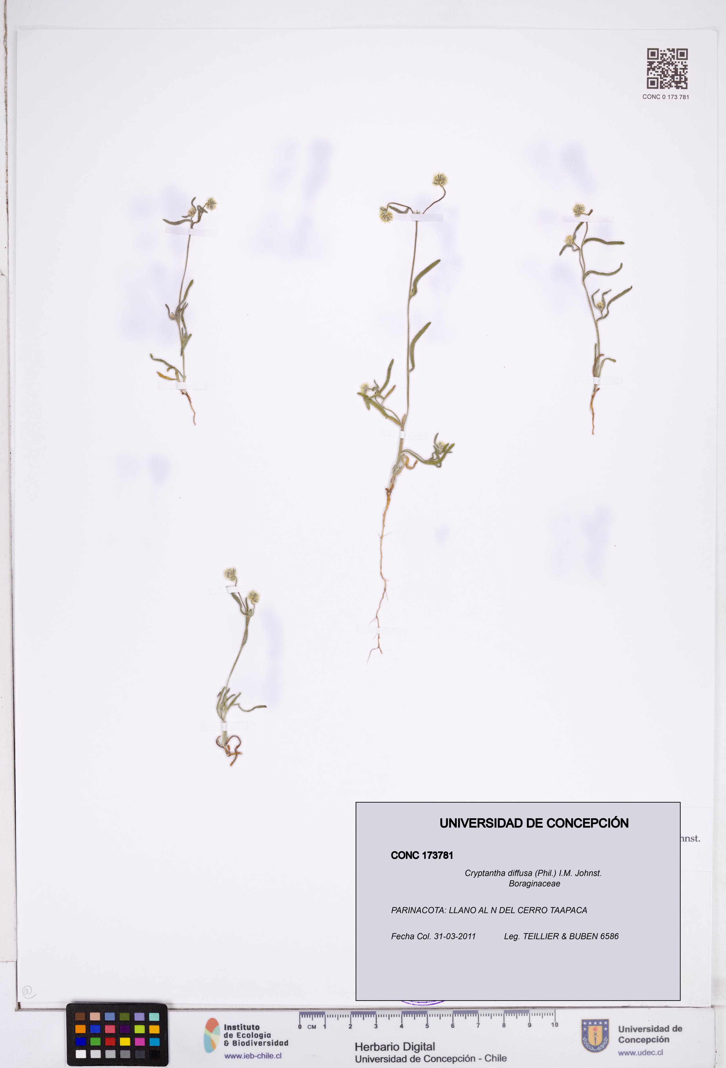 Cryptantha diffusa [Espécimen: ]