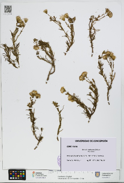Senecio reicheanus [Espécimen: UDEC:CONC:0173785]