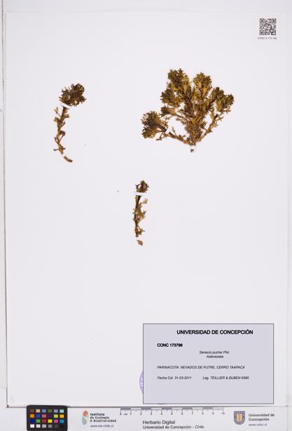 Senecio puchei [Espécimen: ]