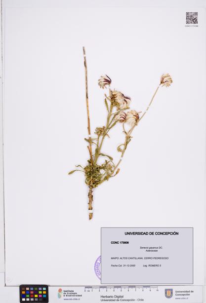 Senecio gayanus [Espécimen: ]