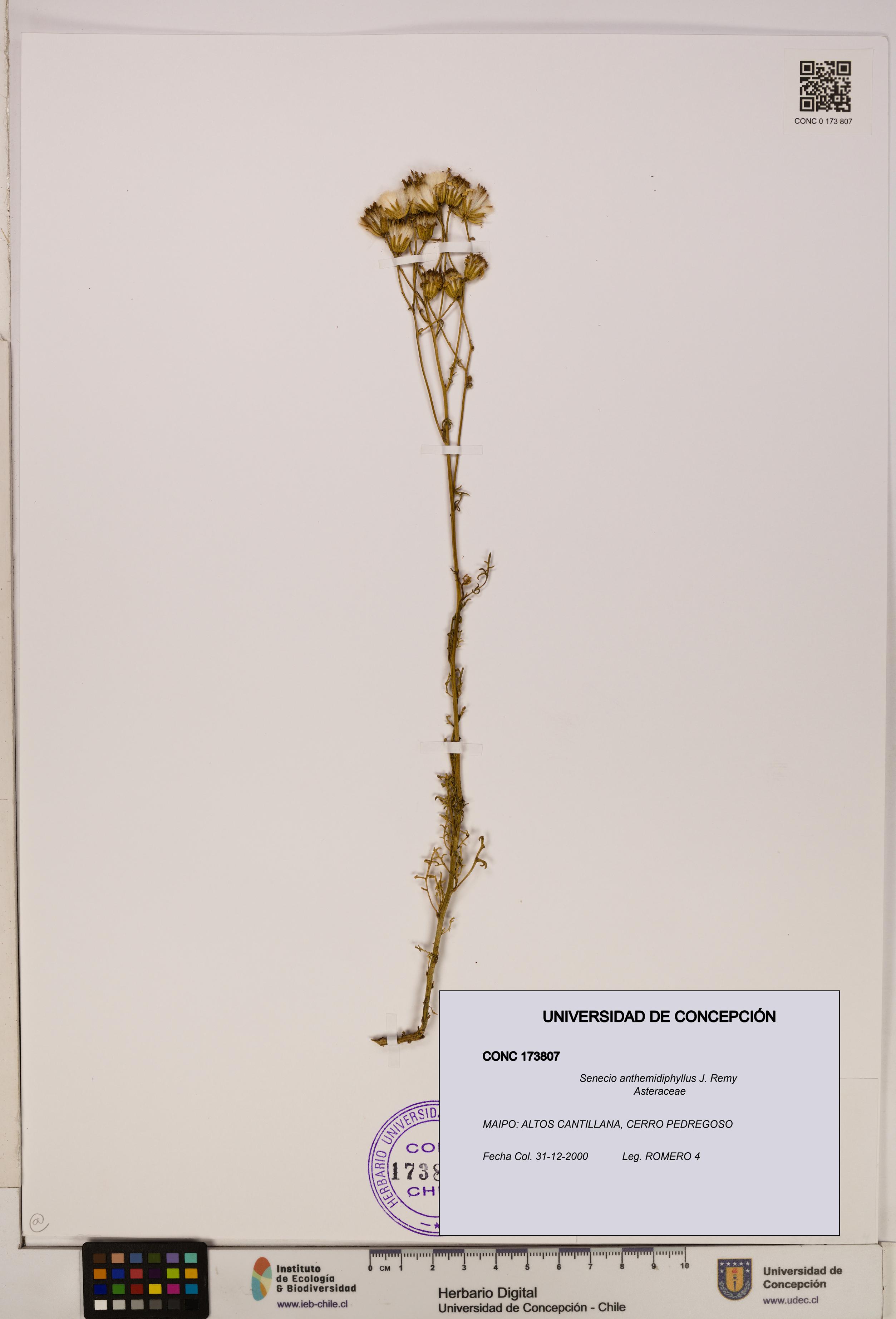 Senecio anthemidiphyllus [Espécimen: UDEC:CONC:0173807]