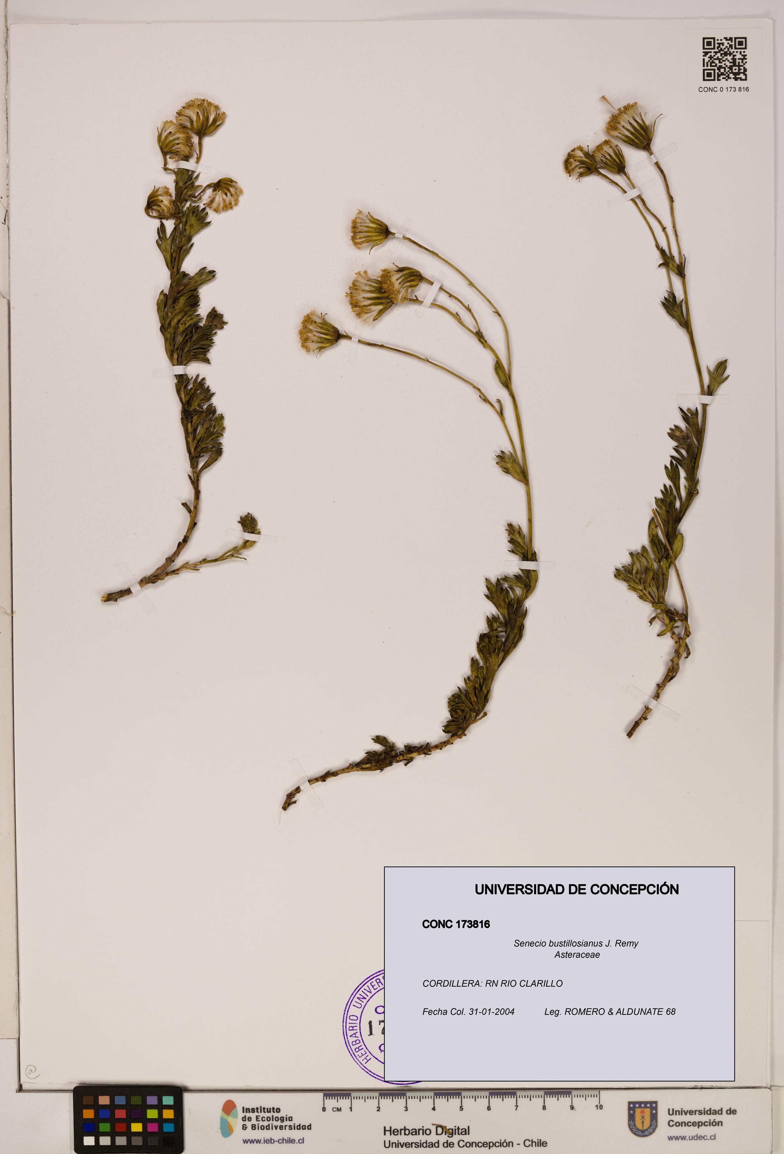 Senecio bustillosianus [Espécimen: UDEC:CONC:0173816]