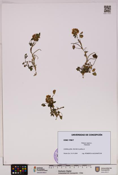 Trifolium repens [Espécimen: UDEC:CONC:0173817]