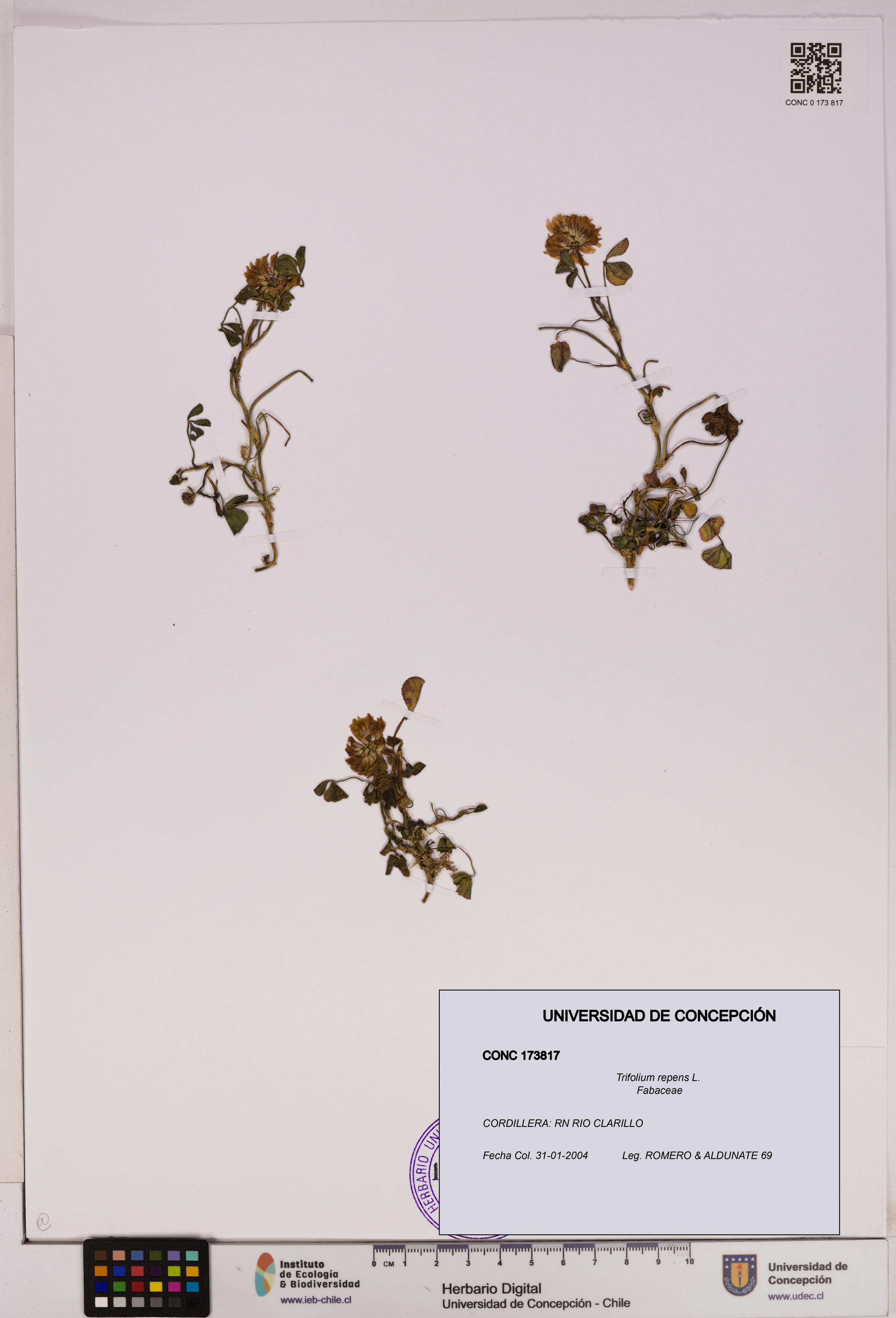 Trifolium repens [Espécimen: UDEC:CONC:0173817]