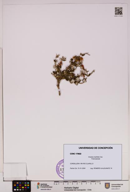 Viviania marifolia [Espécimen: UDEC:CONC:0173822]