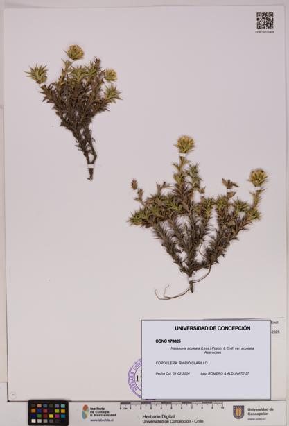 Nassauvia aculeata var. aculeata [Espécimen: UDEC:CONC:0173825]