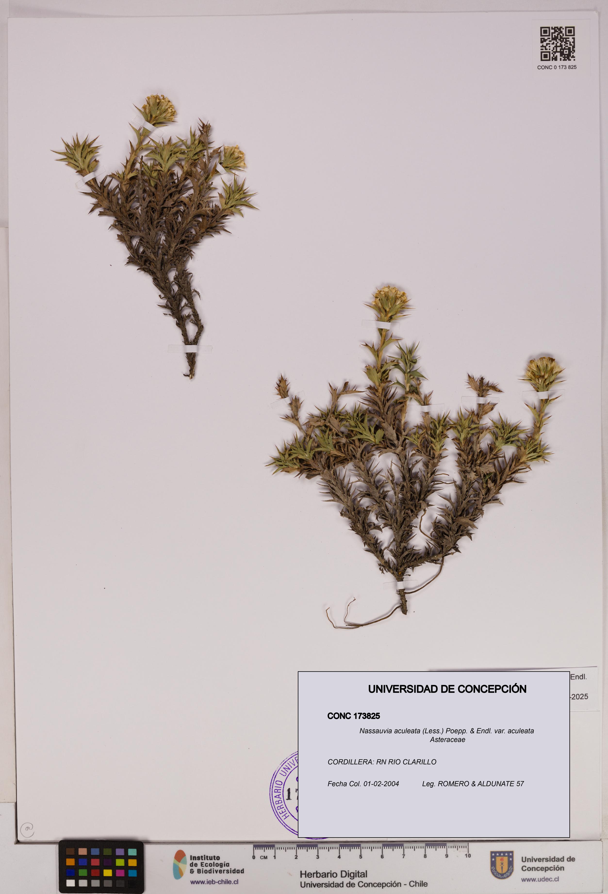 Nassauvia aculeata var. aculeata [Espécimen: UDEC:CONC:0173825]