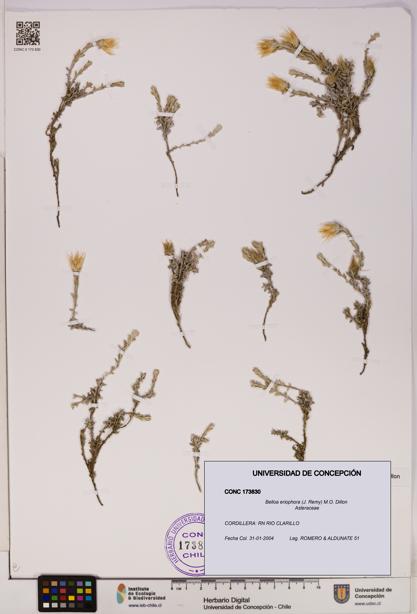 Belloa eriophora [Espécimen: UDEC:CONC:0173830]