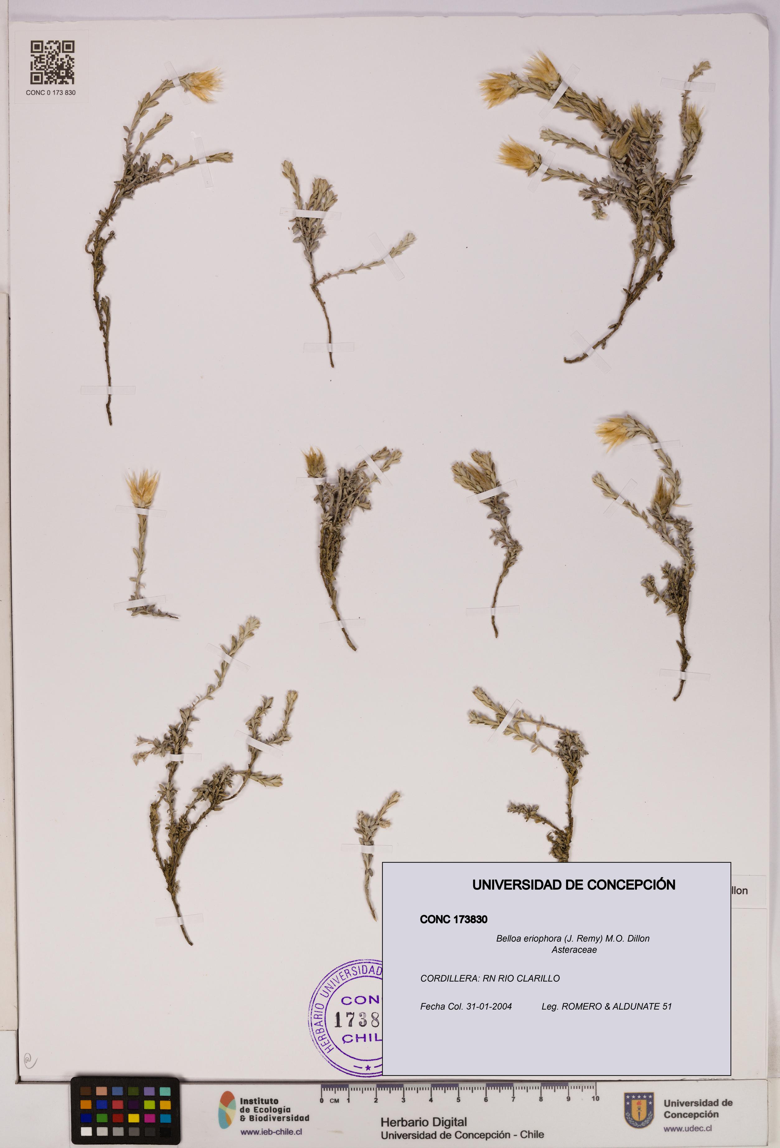 Belloa eriophora [Espécimen: UDEC:CONC:0173830]