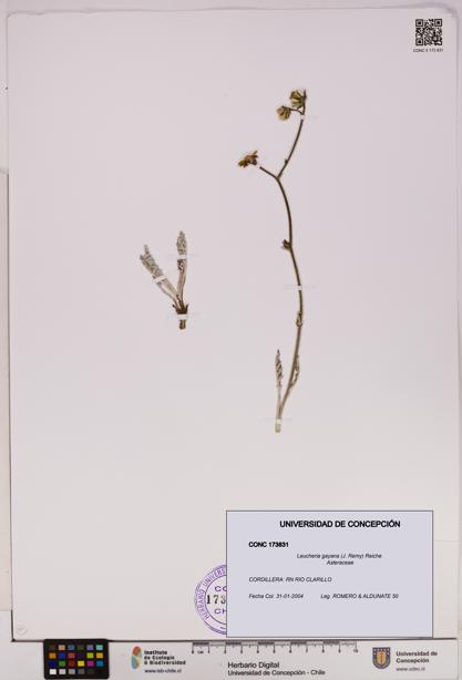 Leucheria gayana [Espécimen: UDEC:CONC:0173831]