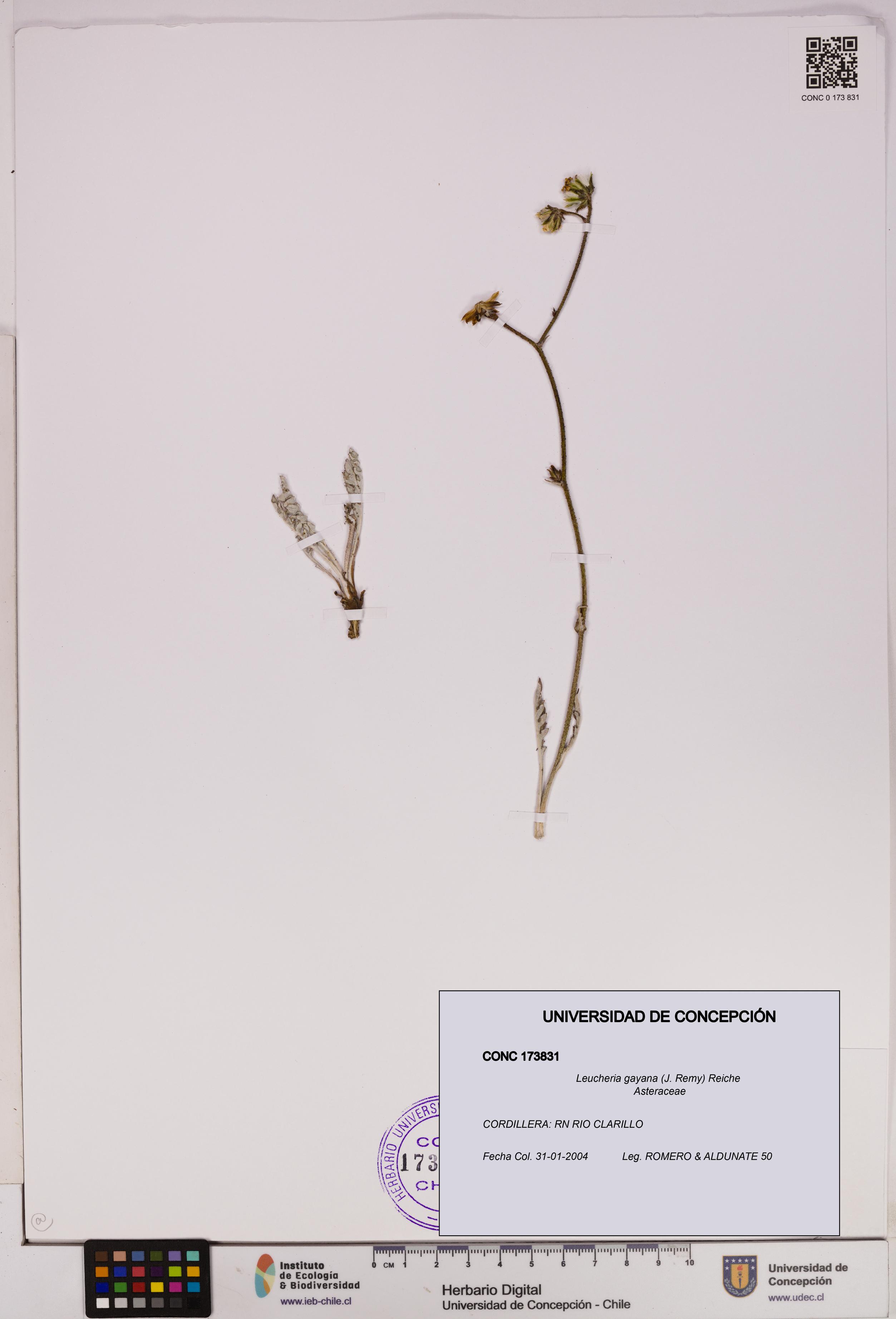 Leucheria gayana [Espécimen: UDEC:CONC:0173831]