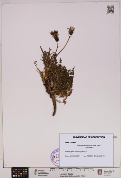 Hypochaeris apargioides [Espécimen: UDEC:CONC:0173833]