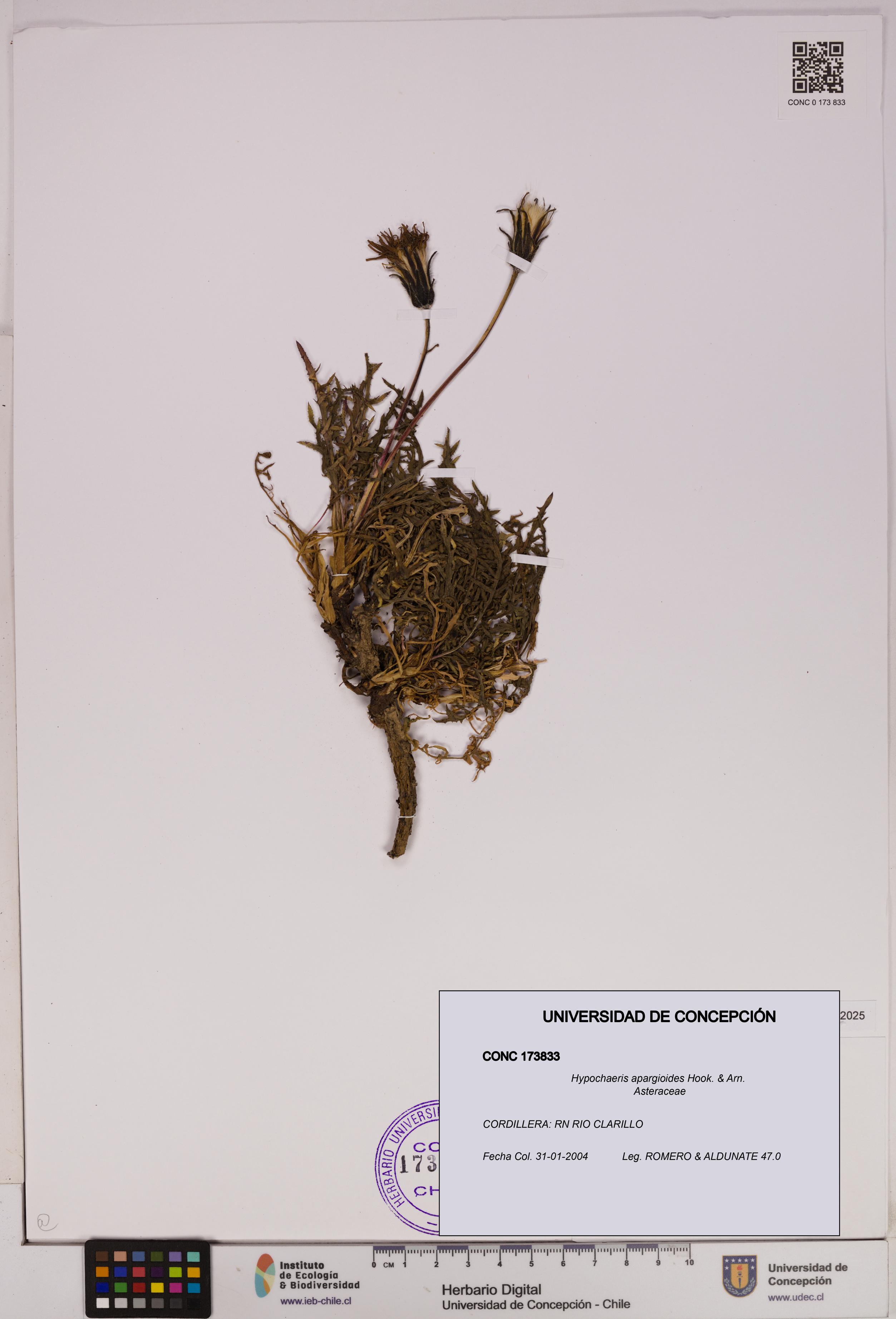 Hypochaeris apargioides [Espécimen: UDEC:CONC:0173833]