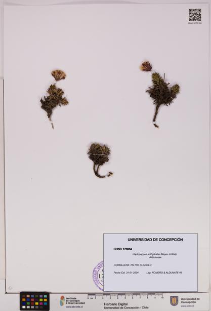 Haplopappus anthylloides [Espécimen: UDEC:CONC:0173834]